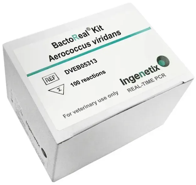 Imagem de BactoReal® Aerococcus viridans