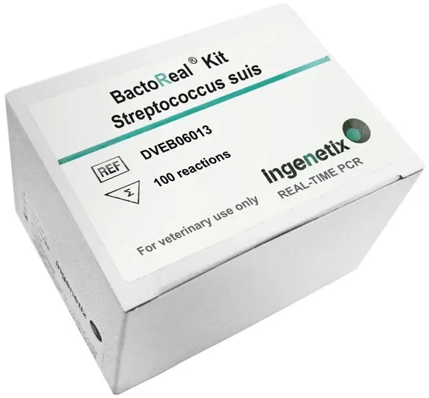 Imagem de BactoReal® Streptococcus suis