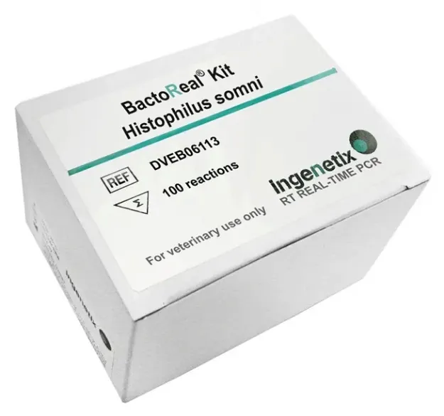 Imagem de BactoReal® Histophilus somni