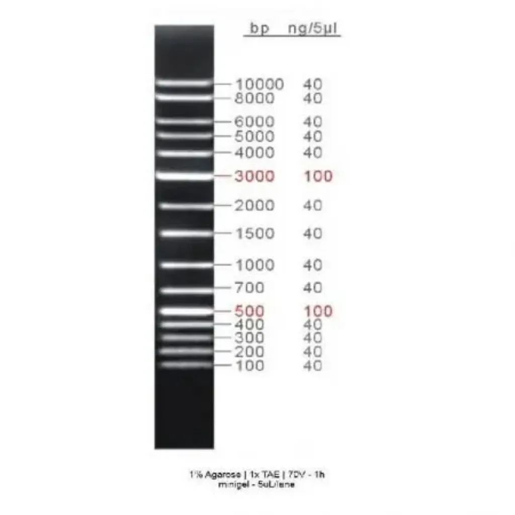 Picture of GRS Universal Ladder