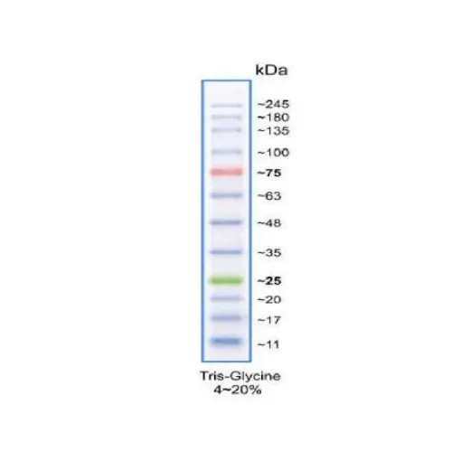 Imagem de Marcador de proteína Multicores (100 linhas)
