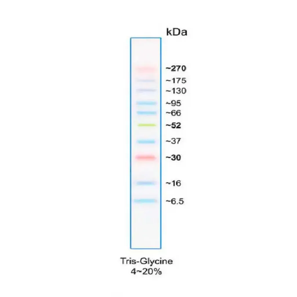 Picture of GRS Protein Marker MultiColour PLUS (100 lanes)