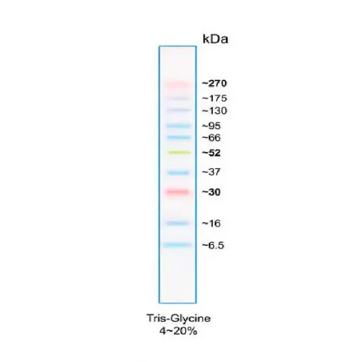 Imagem de Marcador de proteína Multicores PLUS (100 linhas)