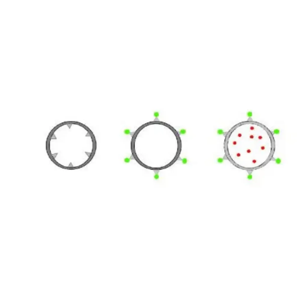 Picture of Xpert Annexin V-FITC Apoptosis Detection Assay