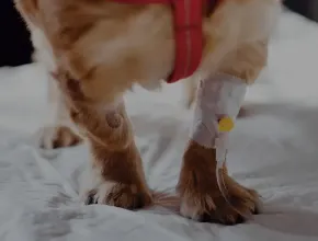 Picture for category Veterinary