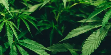 Hop latent viroid (HLVd) in Cannabis