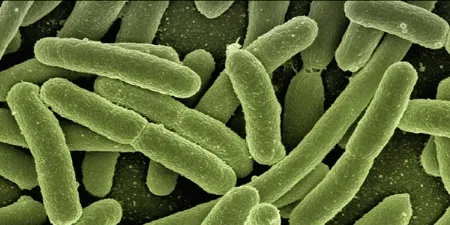 Escherichia coli - habitat, infeção e prevenção